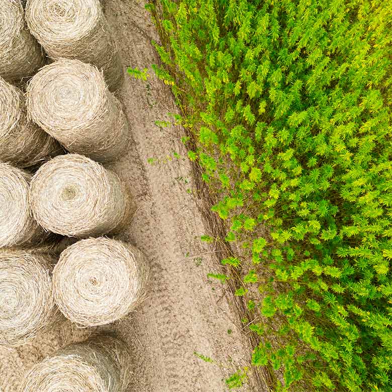 plant-paille-chanvre